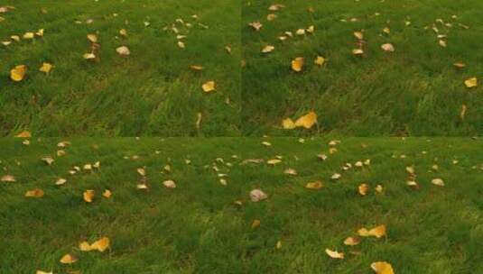 秋天地上的银杏叶高清在线视频素材下载
