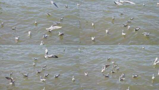 西昌邛海边飞翔的海鸥慢镜头高清在线视频素材下载
