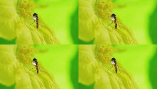 一只蝇在花蕊上采蜜高清在线视频素材下载
