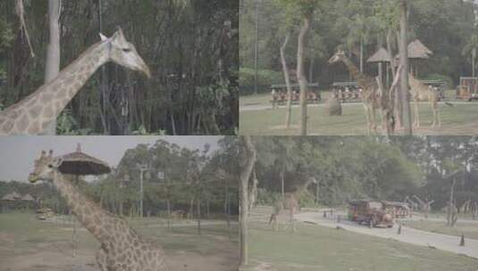 广州长隆野生动物园长颈鹿 实拍素材高清在线视频素材下载
