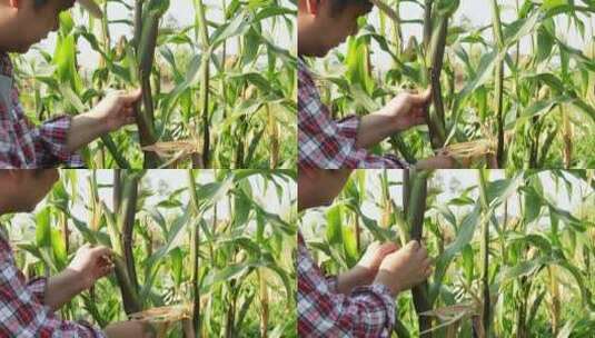 亚洲农民种植有机玉米高清在线视频素材下载
