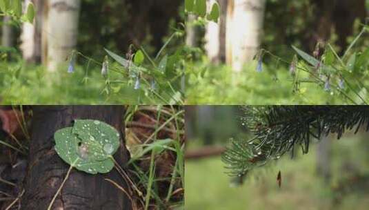 夏日森林阳光明媚植物露珠高清在线视频素材下载