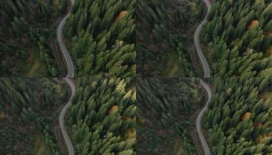 航拍公路穿过云杉林景观高清在线视频素材下载