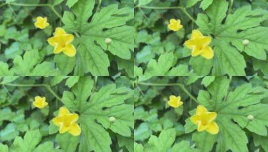 苦瓜植物花朵高清在线视频素材下载