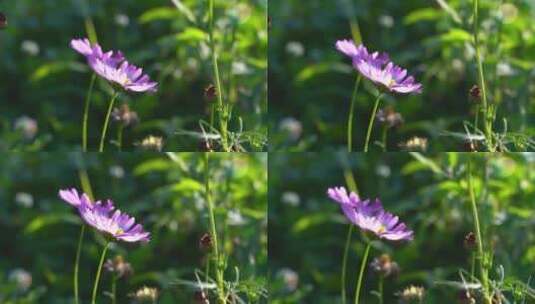 阳光下的花朵高清在线视频素材下载