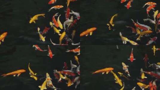池塘里游泳的锦鲤高清在线视频素材下载