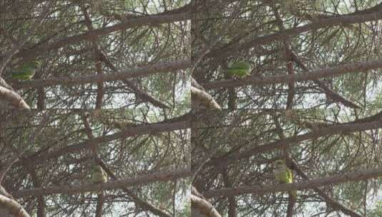绿色鹦鹉在树枝上走动高清在线视频素材下载