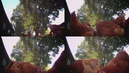 树下四处行走的鸡对周围充满好奇高清在线视频素材下载