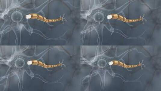 医学神经胞体树突树突尼氏体细胞膜神经元高清在线视频素材下载