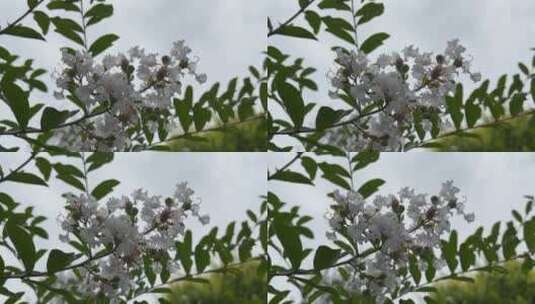 白色紫薇花花朵高清在线视频素材下载