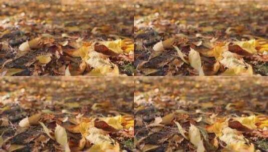 秋天掉落的树叶高清在线视频素材下载
