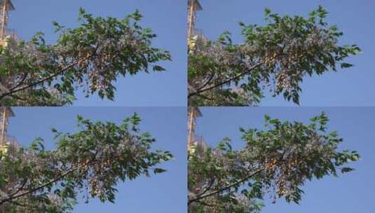 房屋前的浆果树枝特写镜头高清在线视频素材下载