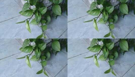 绿萝植物高清在线视频素材下载