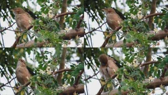 近距离拍摄站在树枝上的小鸟高清在线视频素材下载