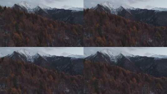 川西航拍风景秋林雪山高清在线视频素材下载