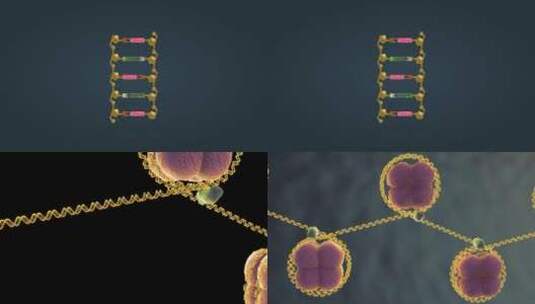 遗传物质的组织DNA高清在线视频素材下载