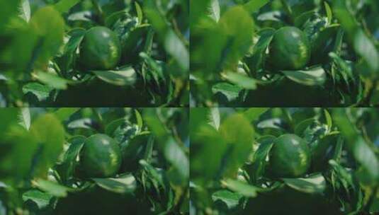 草地 小草 柠檬园 有机种植 香水柠檬 绿色高清在线视频素材下载