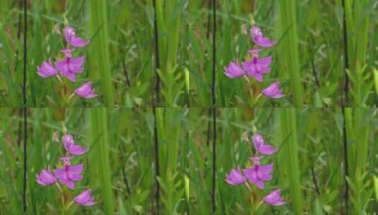 草地上盛开的紫色花朵高清在线视频素材下载