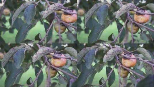 树上的柿子果实高清在线视频素材下载