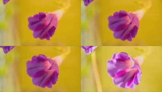 紫色牵牛花开放高清在线视频素材下载