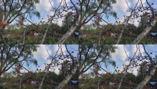 树枝上的海棠果高清在线视频素材下载