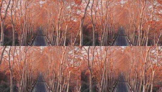 秋天的南京梧桐大道高清在线视频素材下载