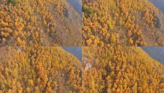 海东市 乐都区 北山林场 秋景 航拍高清在线视频素材下载