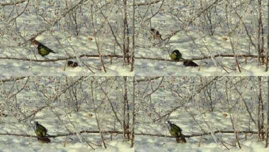 冬天树林里正在觅食的小鸟特写镜头高清在线视频素材下载