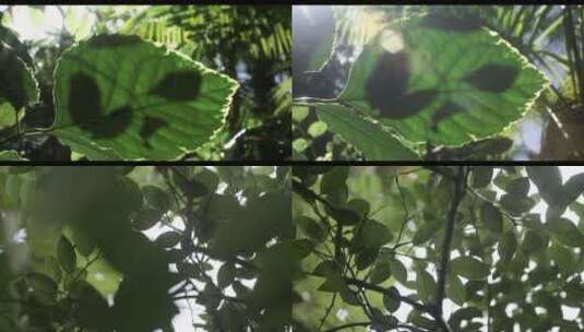 阳光树叶唯美夏天逆光空镜高清在线视频素材下载