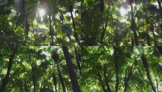 阳光树林里穿行树下树林仰拍高清在线视频素材下载