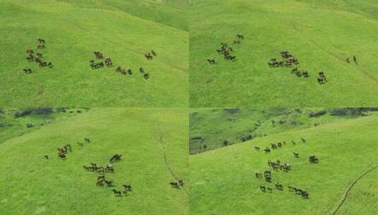 绿色牧场上的一群马高清在线视频素材下载