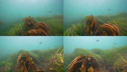 海底海草鱼类海洋生物高清在线视频素材下载