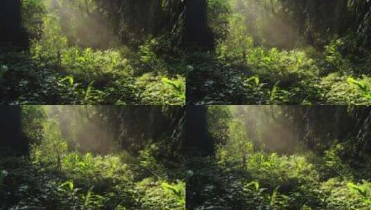 雨林中的光影高清在线视频素材下载