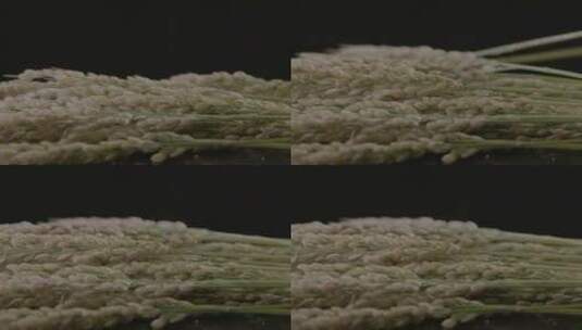 水稻稻米影棚旋转拍摄LOG视频素材高清在线视频素材下载