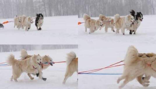 慢动作奔跑的哈士奇雪橇犬高清在线视频素材下载