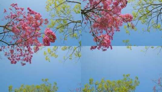 春天春暖花开仰视紫花风铃木满树红花高清在线视频素材下载
