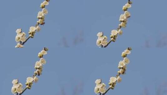春天阳光下盛开的白色梅花和蜜蜂高清在线视频素材下载