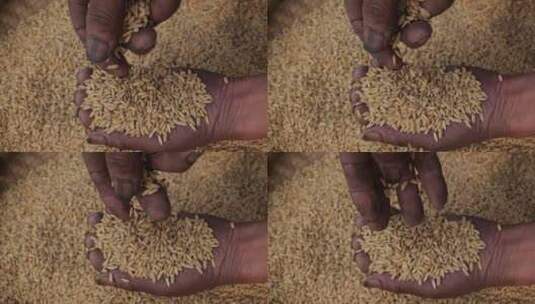 农民手握一把水稻颗粒仔细挑选高清在线视频素材下载