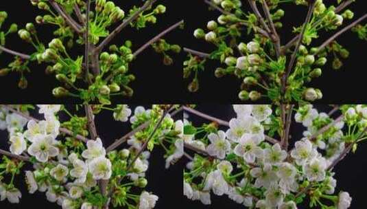 白花开在樱桃树上高清在线视频素材下载