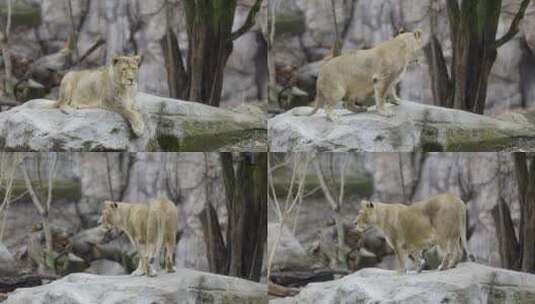 4K动物园里的母狮子高清在线视频素材下载