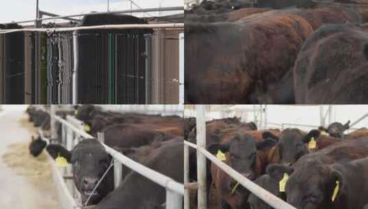 畜牧业养殖高清在线视频素材下载