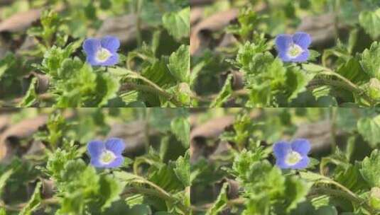 盛开的蓝色小清新花朵高清在线视频素材下载