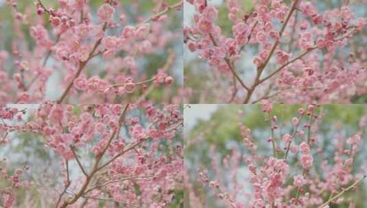 春天梅花花朵自然高清在线视频素材下载