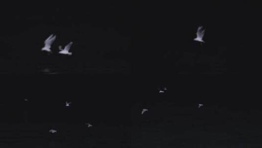 4kl1广东雷州市海上夜航夜景拍摄（海鸥）2高清在线视频素材下载