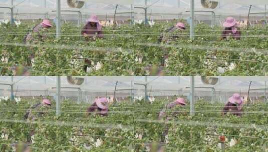蓝莓开花朵结果工人采摘种植园特写农业大棚高清在线视频素材下载