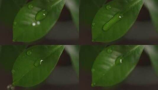 滴水水滴、树叶水珠露珠高清在线视频素材下载