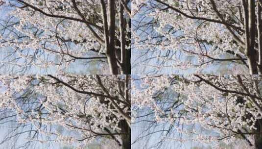 北京春季春天颐和园的山桃花高清在线视频素材下载