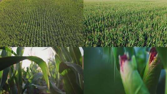 农业玉米生长多组镜头高清在线视频素材下载
