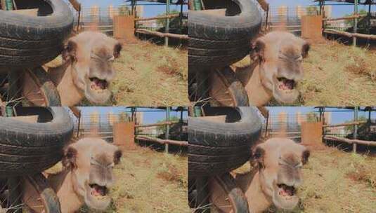 新疆吐鲁番养殖场可爱的骆驼高清在线视频素材下载