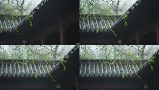 杭州钱王祠春天清明节雨天古建筑自然唯美高清在线视频素材下载